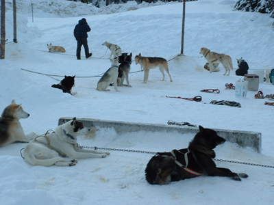 Dog Sled Ride3.JPG